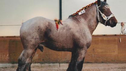 Aanstaande zondag 8 december worden tijdens Agribex 131 trekpaarden in hal 1 van de Heizelpaleizen verwacht.