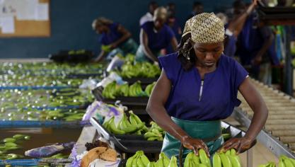 De voedselvoorziening in de Sahel-regio schiet tekort. Op de foto een Belgisch bananenbedrijf in Ivoorkust.