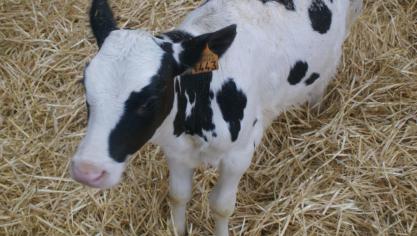 Een ruimte die dienst doet als afkalfstal hoeft evenmin veel te kosten.