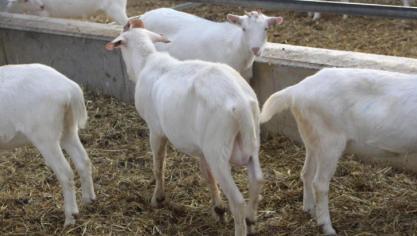 Die geitenbedrijven zijn heel divers: ze hebben een schaal van amper 100 ton tot ruim 1,5 mio kg melk.