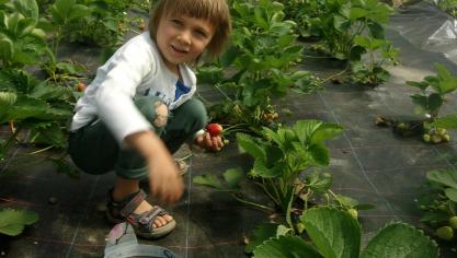 In het regeerakkoord staat dat we de vrijheid willen laten aan een boer hoe hij zijn systeem ontwikkelt. Dat kan bio zijn, dat kan anders zijn , aldus landbouwminister Hilde Crevits in de commissie landbouw.