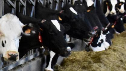 De 12 boeren eisen 100.000 euro tot enkele miljoenen euro’s schadevergoeding per geval.