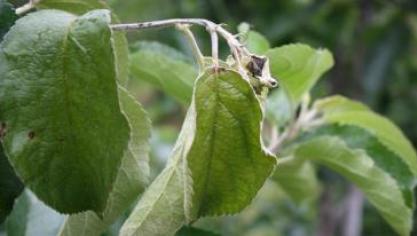 Bacterievuur, een gevaarlijke bacterie in de fruitteelt, is een voorbeeld van plaagorganisme dat vanaf 14 december verandert van Q-status naar RNQP-status. De huidige strenge bestrijdingsmaatregelen komen te vervallen en beperken zich tot het teeltmateriaal. Voor de fruitteler zelf, blijft er een bestrijdingsplicht in zijn aanplantingen.