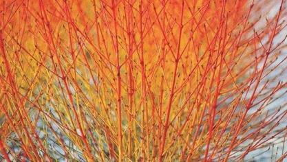 Cornus sanguinea 