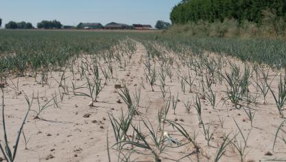 De zomerhitte was op veel plaatsen in Vlaanderen uitzonderlijk te noemen.