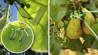 Microklimaatsensor op fruitbomen.