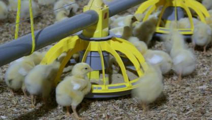 De Europese pluimveehouderij heeft te maken met grote uitbreiding in Oost-Europa.
