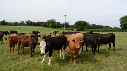 De Britse landbouw is voor een groot deel van haar inkomen afhankelijk van de directe betalingen van de EU.
