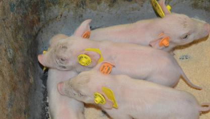 Biggen met elektronische oormerken
