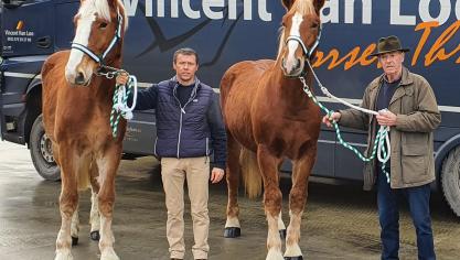 Roger en Jurgen Talpe samen met  de jaarling  hengsten Yppon  van ’t Kaleihof en Yahoo de le Hutte net vóór het  transport naar Slowakije.