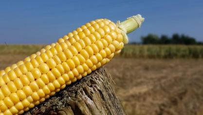 corn-2782400_1280