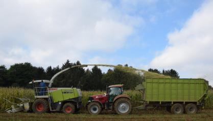 Ook in 2019 hadden de klimatologische omstandigheden een invloed op de maïsteelt.