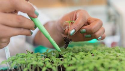 Syngenta behoort tot de belangrijkste zaadveredelaars en ontwikkelaars van gewasbeschermingsmiddelen wereldwijd.
