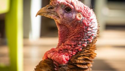 De kalkoensector is relatief klein in Polen, maar de vrees bestaat dat de vogelgriep overslaat naar de meer reguliere pluimveehouderij.