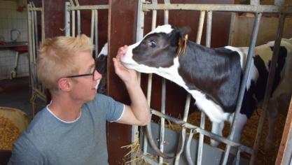Schoonste Boer Pieter D’Hooghe start ’s morgens altijd met het voederen van de kalfjes.