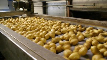 Elk jaar groeit de wereldwijde vraag naar friet met enkele procenten.