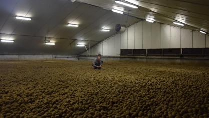 Chloorprofam-resten moeten worden verwijders uit de loodsen, benadrukt Belgapom.