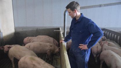 De veestapel zal volgens Vion de komende jaren flink krimpen.