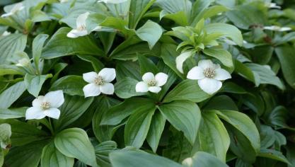 Cornus canadensis