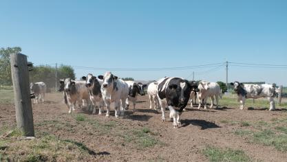De droogte van 2018 hakte er op veel bedrijven flink in.