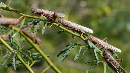 In Ethiopië en Somalië werd al 170.000 ha landbouwgrond vernield. Nu doet de plaag Kenia aan.