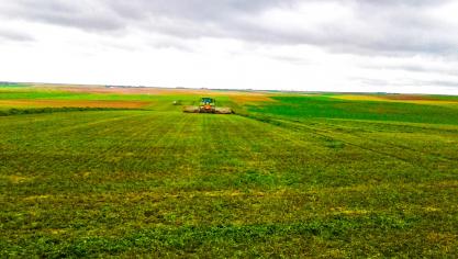 Het gewas kan drie jaar na elkaar op dezelfde plaats staan met een goede opbrengst.