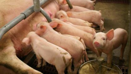 Jaarlijks worden in kader van de kraamstalindex ongeveer 2.000 worpen gescoord van iets meer dan 300 veelbelovende Piétrain-eindberen.