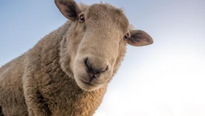 De inbeslaggenomen dieren zijn overgebracht naar de lokalen van Animaux en Péril in Meslin-l