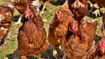 Er wordt ingezet op een in Vlaanderen geproduceerde kip, niet als alternatief voor de bestaande standaardkip of biokip, maar als marktverbreding naar een type vleeskip dat nu hoofdzakelijk vanuit het buitenland wordt ingevoerd.