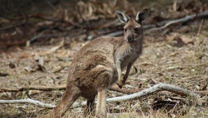 Volgens Gaia gebeurt de commerciële kangoeroejacht bijzonder wreed, en zetten de bosbranden in Australië een extra druk op het dierenbestand.