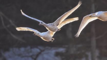Vogelmigraties betekenen een verhoogd risico op besmetting.