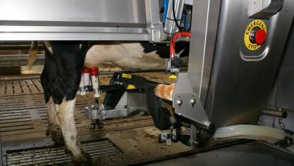 Dagelijkse melkproductiegegevens kunnen helpen om veerkrachtigere koeien te fokken die beter tegen een stootje kunnen.