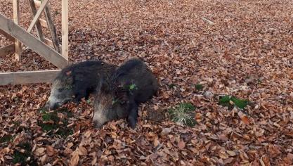 De drukjachten van januari 2020 resulteerden in een afschot van 25 everzwijnen in het Meerdaalwoud en de Dijlevallei.