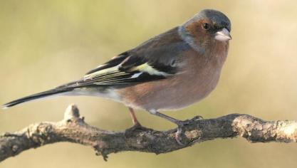 Vorig jaar was de vink de meest getelde vogel.
