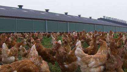 De pluimveesctor vraagt om een ophokplicht om vogelgriep te vermijden.