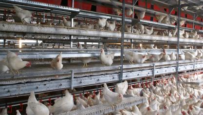 De FAVV acht het realistisch dat hoogpathogene vogelgriep van Oost- naar West-Europa komt.