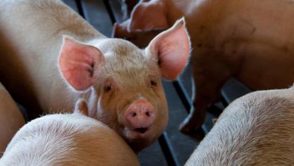 Uit een Europese studie in 9 landen blijkt dat het mogelijk is om het antibioticaverbruik in de varkenshouderij te verlagen.