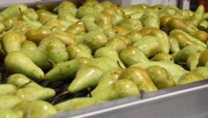 Als de positieve prijsnotering zich de volgende maanden verderzet, kan dit seizoen toch als rendabel beschouwd worden, zegt Crevits.