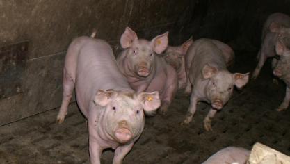 Algemene bioveiligheidsmaatregelen zijn nodig om de infectiedruk van de omgeving en bij de dieren zo laag mogelijk te houden en de spreiding van Salmonella te beperken.