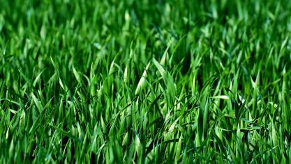 Op beide professionele netwerkdagen ontdek je alle facetten rond aanleg, renovatie en onderhoud van gazon, sportvelden en openbaar groen.