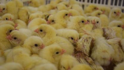 In België worden er jaarlijks zo’n 15 miljoen haantjes vernietigd.