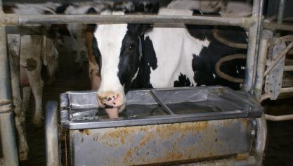 Een verklaring voor de stijging kan zijn dat melkveehouders speculeren op kabinetsplannen om de veestapel in te krimpen.