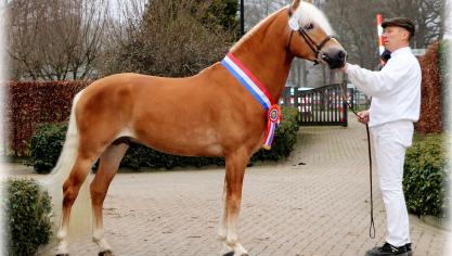 Sternblick de L'our van Bruno Ronsijn uit Voorde werd kampioenhengst van Nederland.