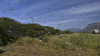 Dikke sprinkhanenwolken hebben zich vanuit Ethiopië en Somalië tot in Kenia verspreid.