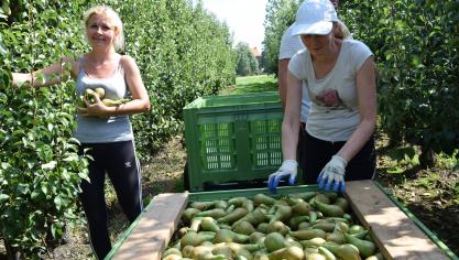 Minister Ducarme besliste de lopende steunmaatregelen voor de rundvee-, varkens- en fruitsector te verlengen in de eerste helft van 2020.