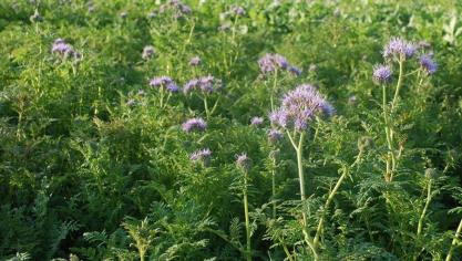 Op de VLM-website staat sinds kort een kalender met de belangrijkste administratieve deadlines, ook met betrekking tot vanggewassen.