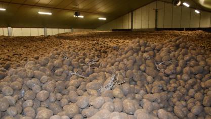Voor de korte bewaring (periode november – december) zijn de Agristo-prijzen iets naar beneden bijgesteld. Contractprijzen voor de lange bewaring zijn wat hoger dan vorig jaar.