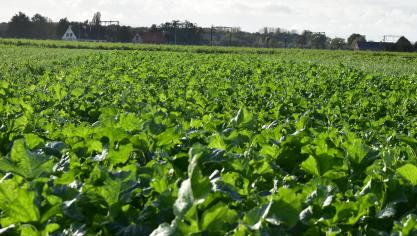 82
% van de Vlaamse landbouwers kwam de verplichtingen rond het inzaaien van vanggewassen in het kader van MAP6 perfect na.
