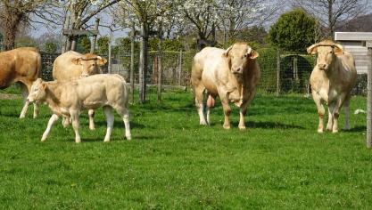 De coaches geloven in de heilzame werking van buiten zijn en met dieren werken.
