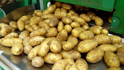 Potatoes_in_grocery_store